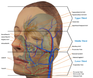 Lymph-labelled-Martha-3D-Vasculature-New-labelled-thirds