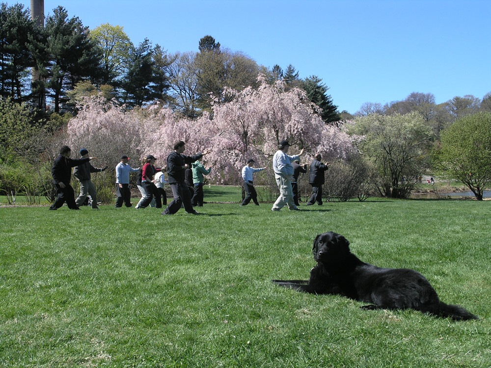 a dog lays in the grass in front of a group of several people practicing tai chi