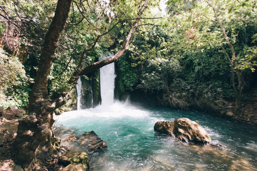 a beautiful water oasis in a forest with clear water and a waterfall