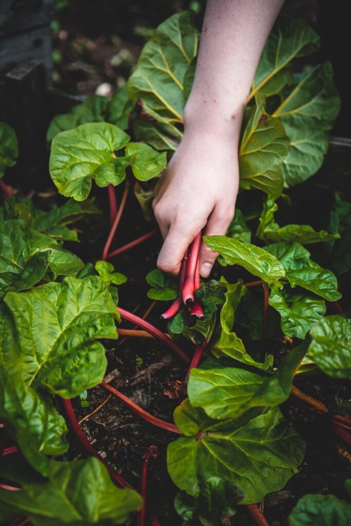 person picking fresh swiss chard from the soil